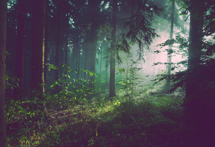 森の夢