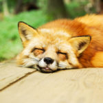 狐（キツネ）の夢の夢診断